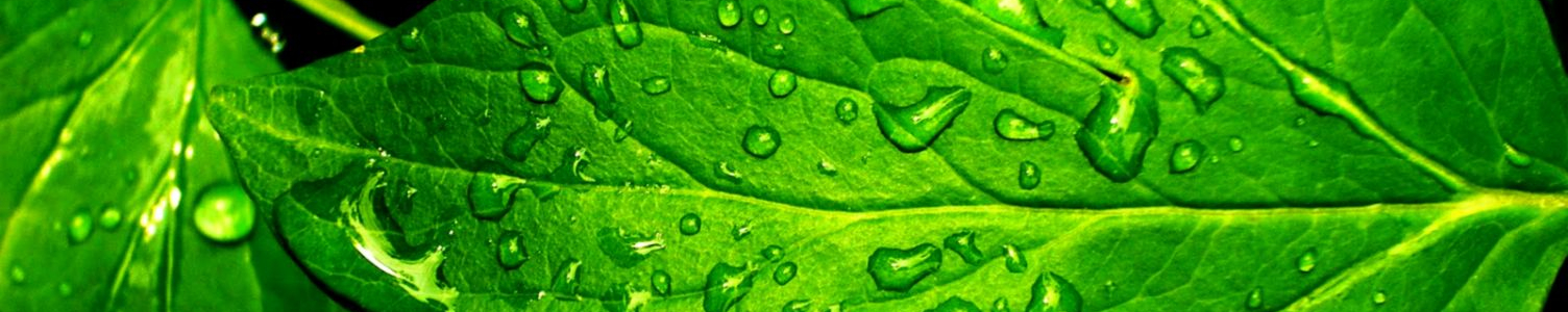 Terms And Conditions Header Image