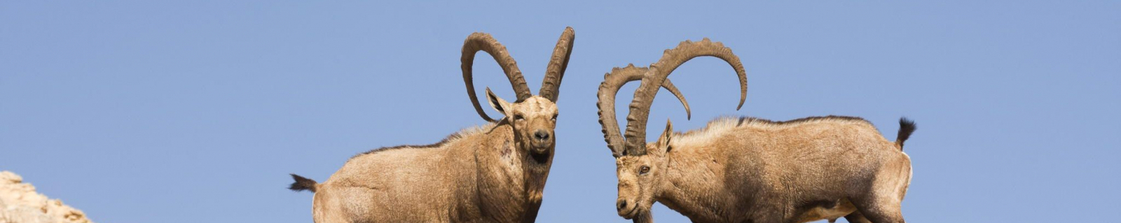 Our Services Header Image